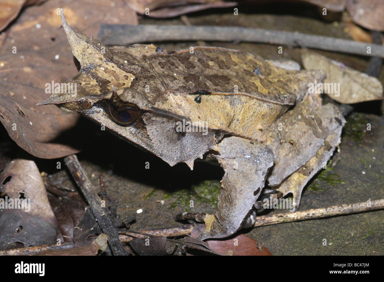 Bornean gehörnten Frosch, Megophrys nasuta Stockfoto