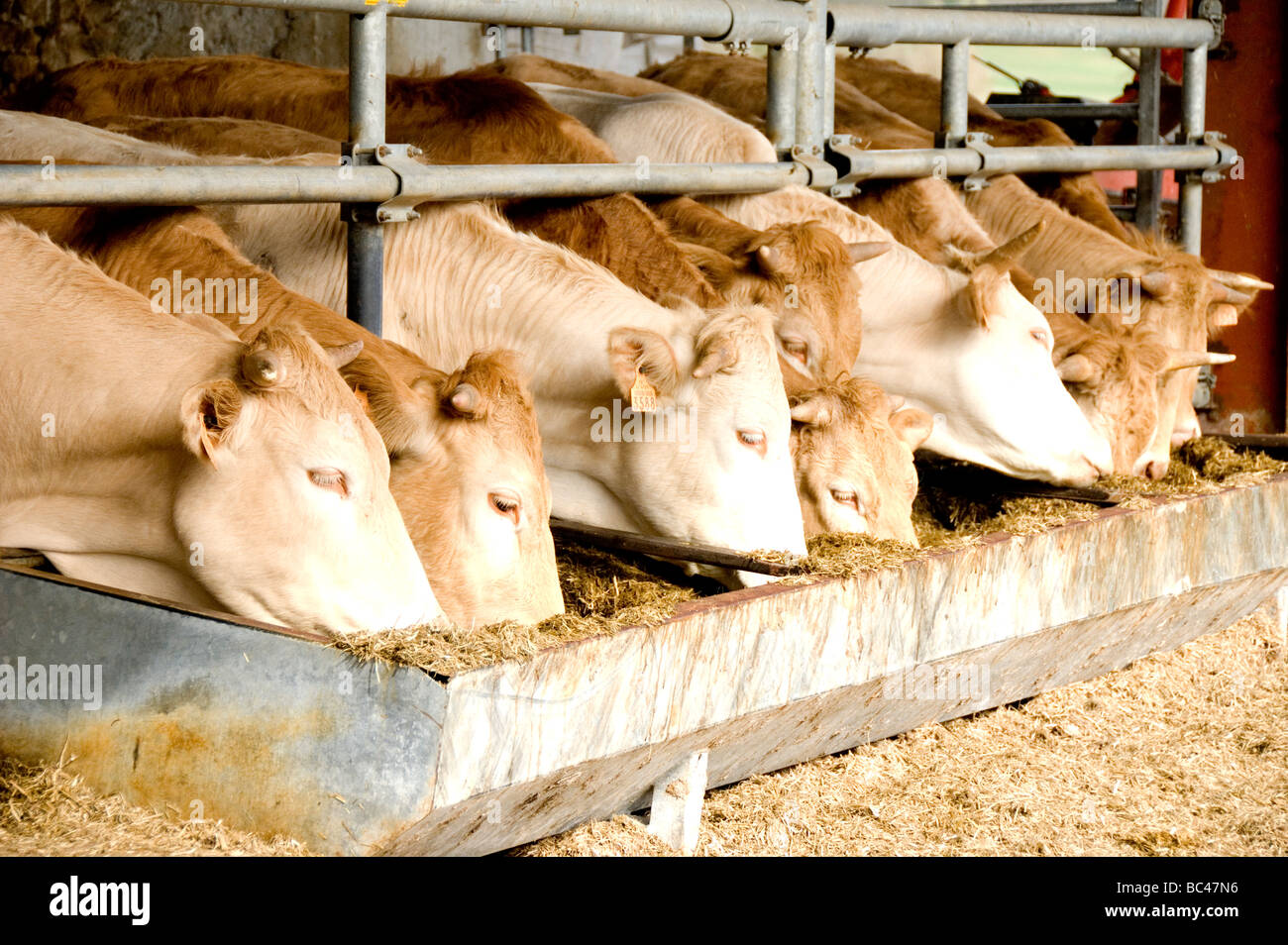 Kühe essen auf einer Rinderfarm in Frankreich Stockfoto