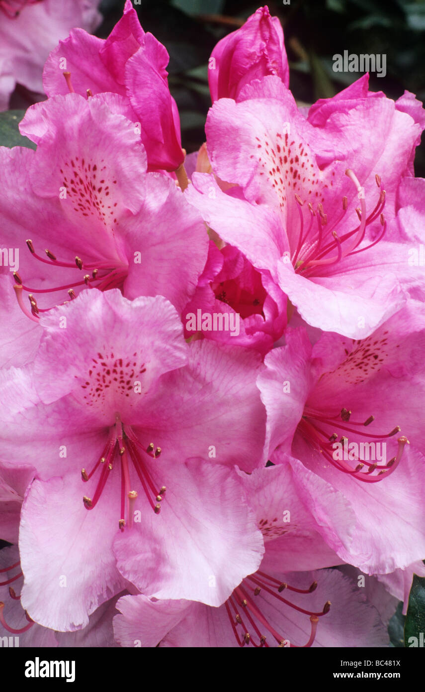 Rhododendron 'Rosa Perle' Gartenpflanze rosa Blume Blumen Rhododendren  Stockfotografie - Alamy