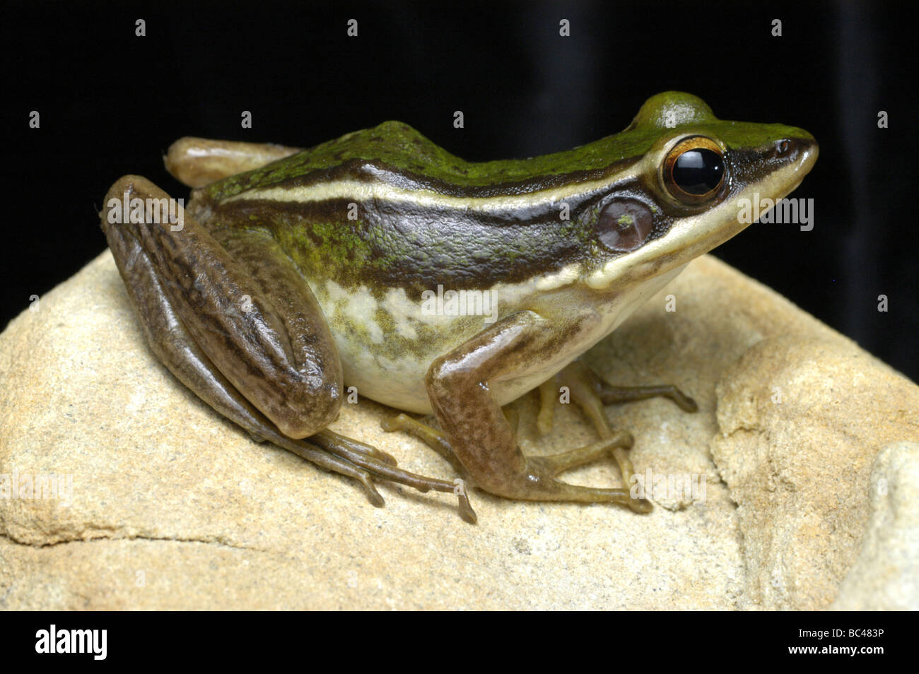 Red eared frog -Fotos und -Bildmaterial in hoher Auflösung – Alamy