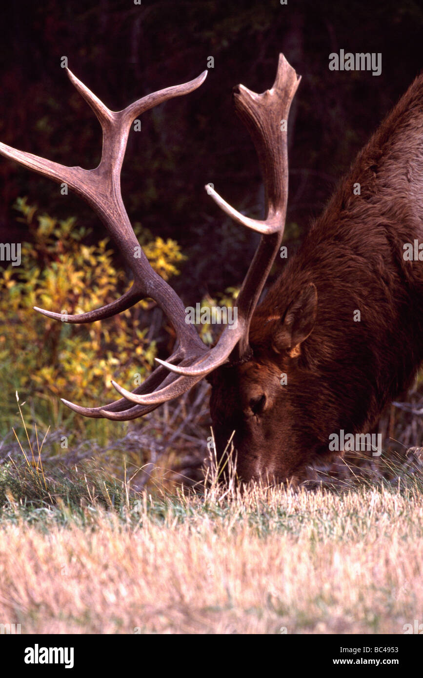 Wilder Stier Elche (Cervus Canadensis) Beweidung im Mount Robson Provincial Park in der kanadischen Rocky Mountains in British Columbia Kanada Stockfoto