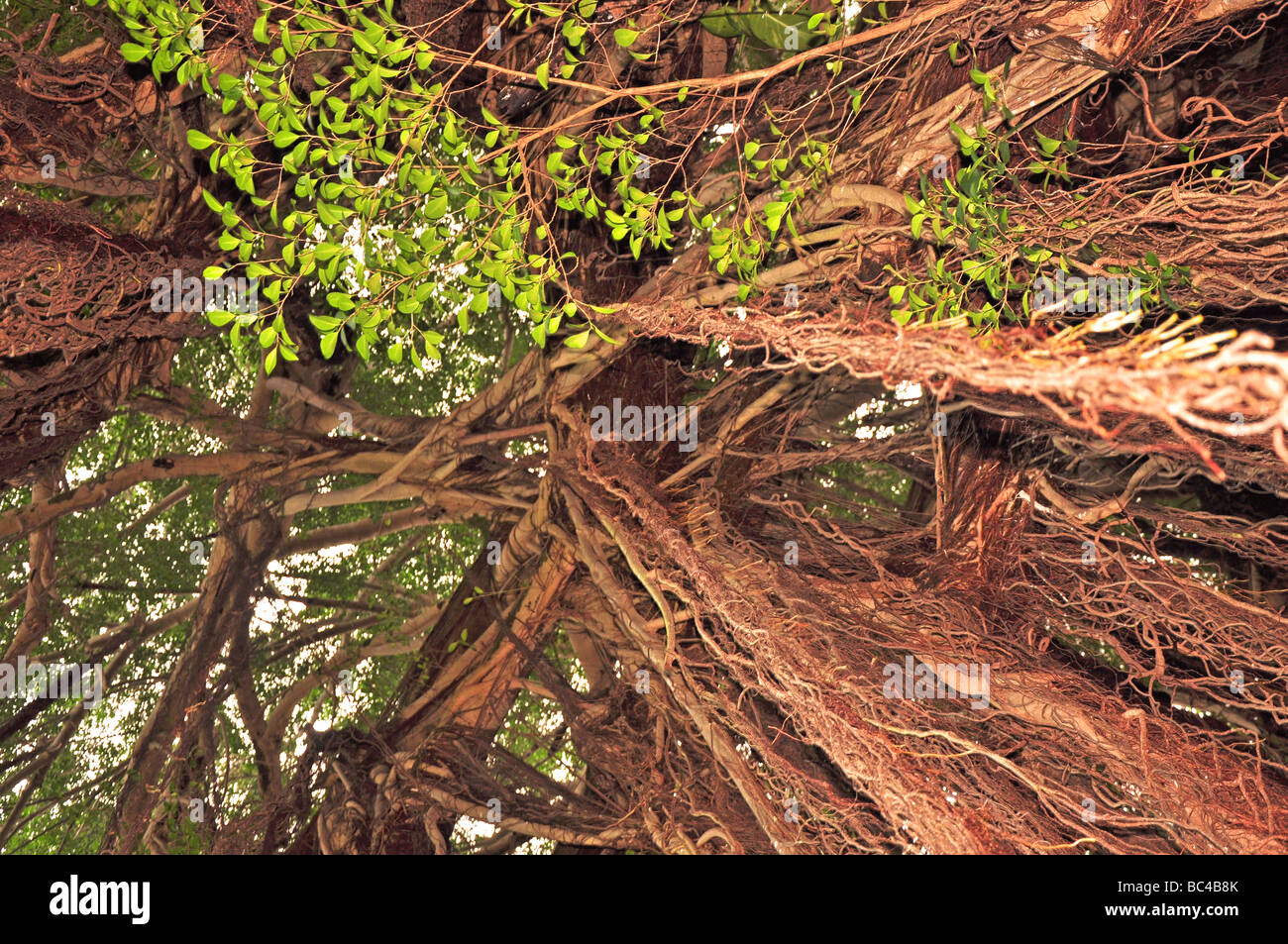 Stehen unter einem Banyan-Baum nachschlagen. Stockfoto