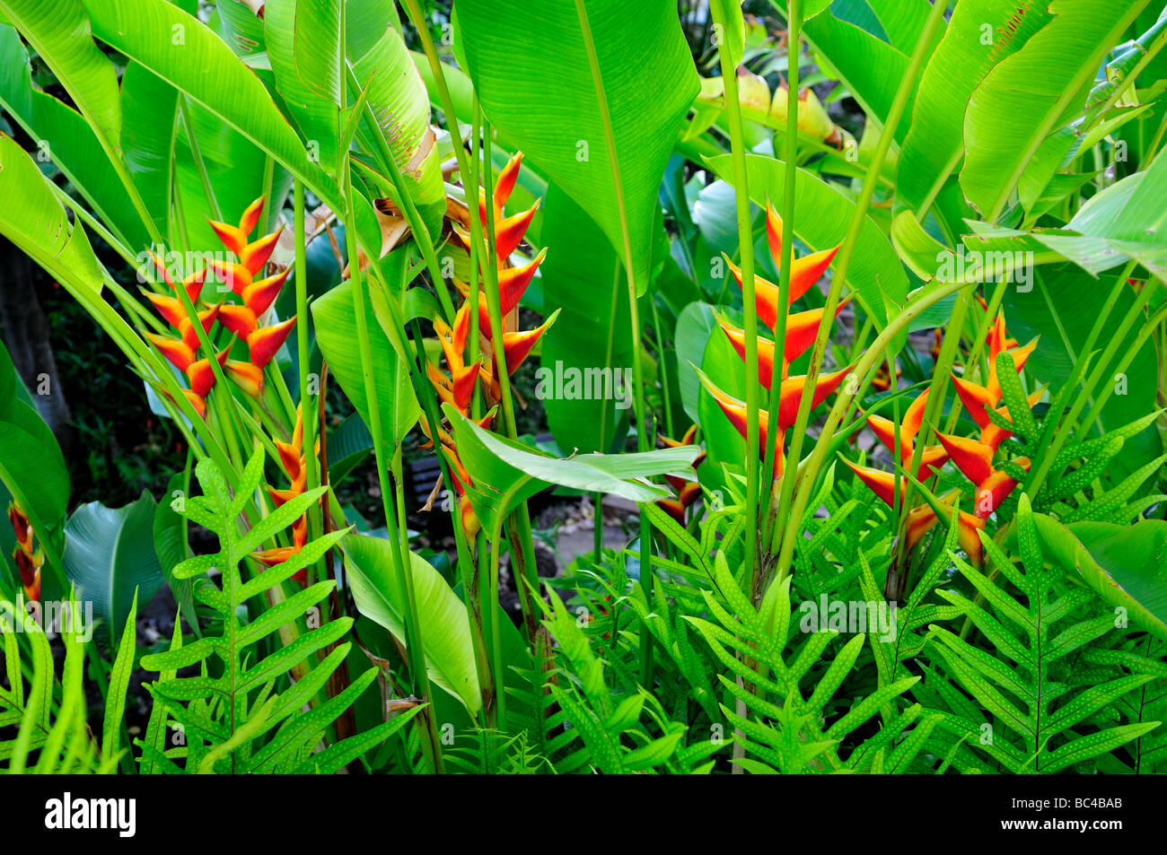 Tropische Blumen. Maui, Hawaii, USA. Stockfoto