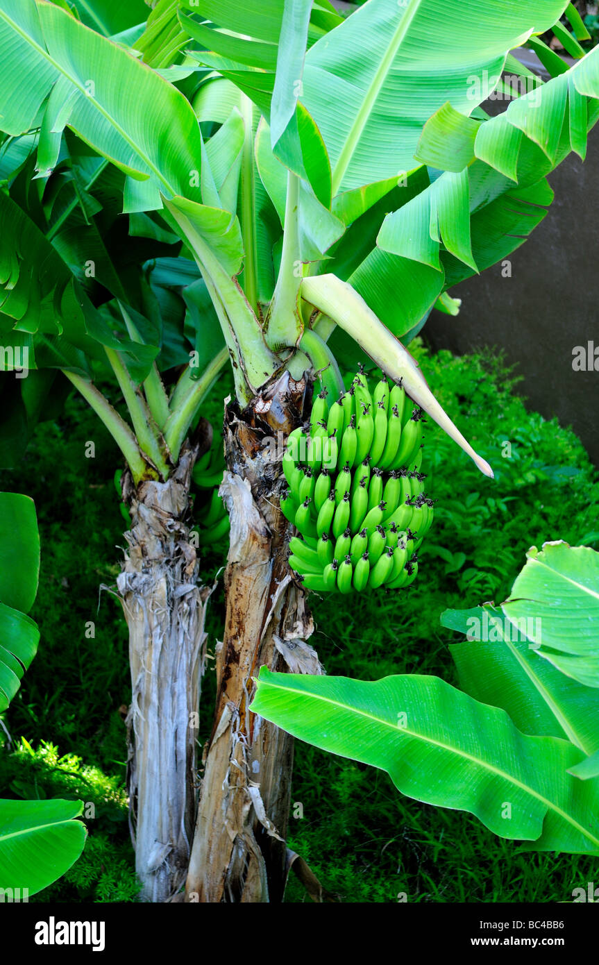 Bananenbaum. Maui, Hawaii, USA. Stockfoto