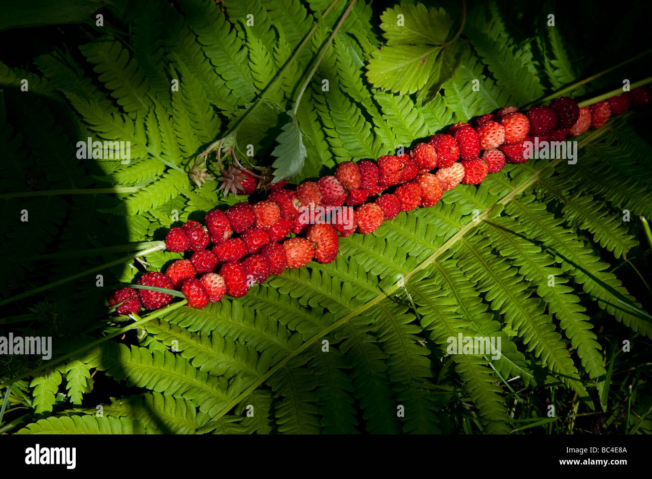 Wilde Erdbeeren liegen in einem Farn Blatt Stockfoto