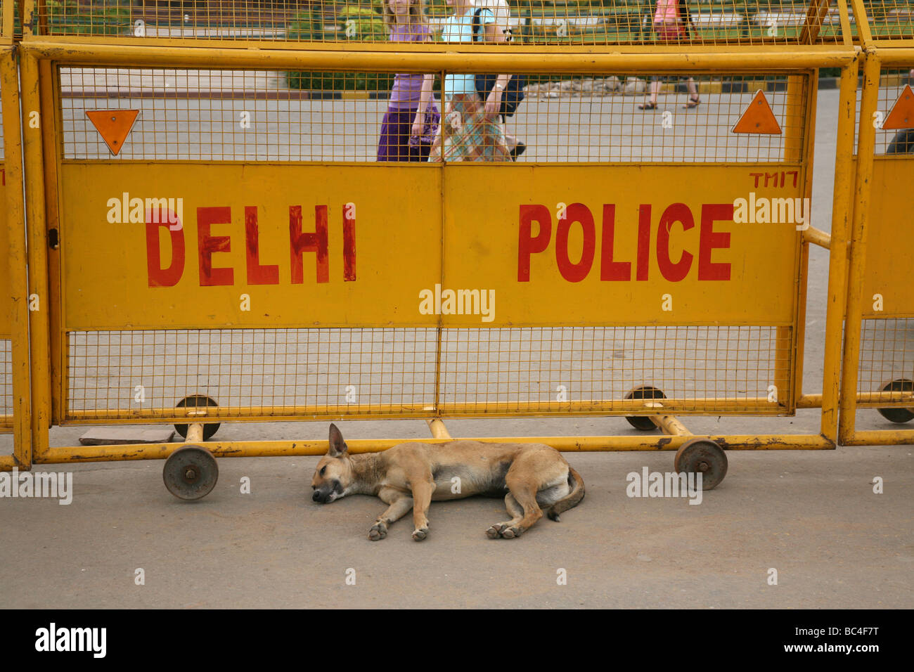 Einer von den vielen lokalen streunenden Hunden schläft von Delhi Polizei Zeichen und India Gate Stockfoto