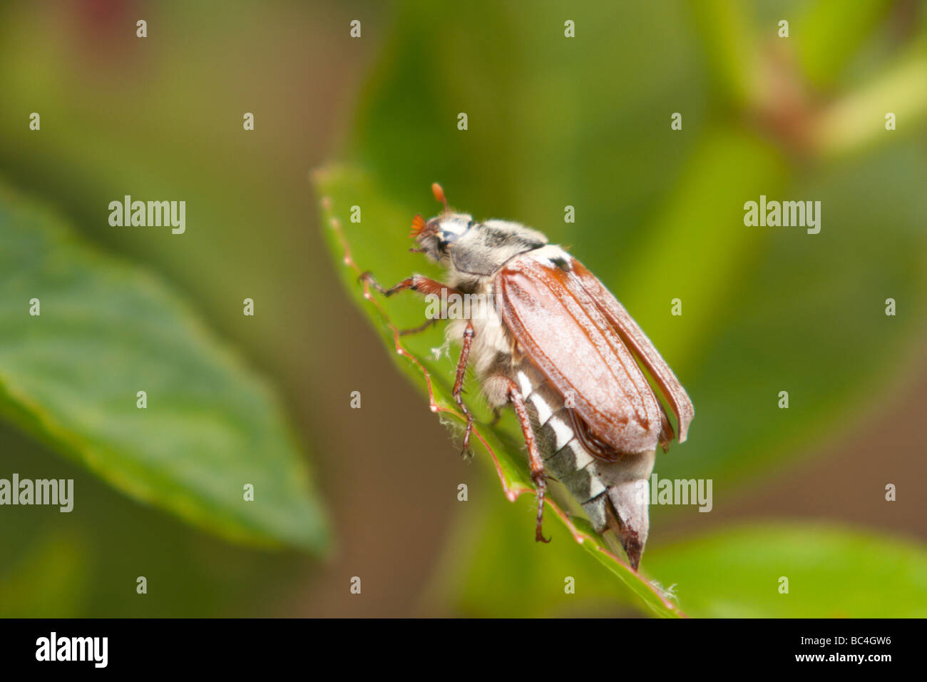 Käfer, Insekt, Garten, Natur, Natur Stockfoto