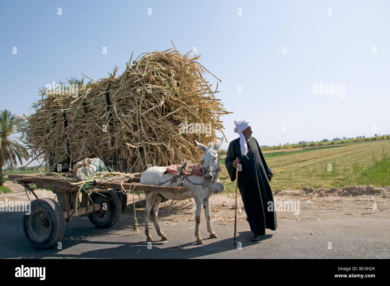 Nile River Ägypten Bauernhof Landwirt Landwirtschaft Feld Esel Warenkorb Zuckerrohr Stockfoto