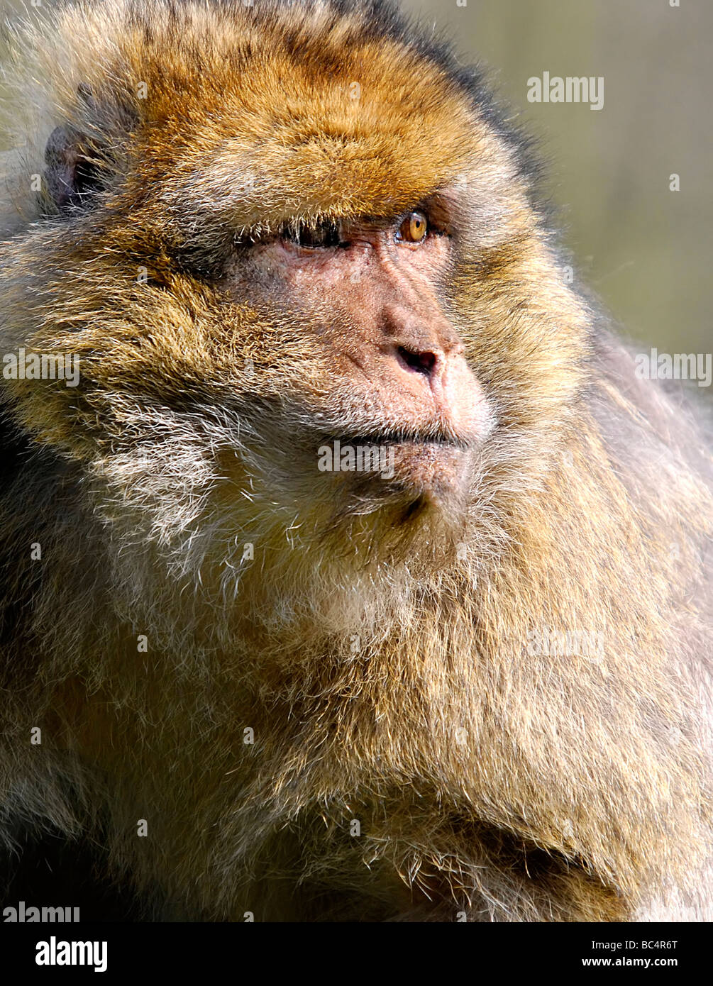 Barbary Macaque Nahaufnahme im Trentham Monkey Forest Tittensor Stoke-on-Trent England Großbritannien Stockfoto