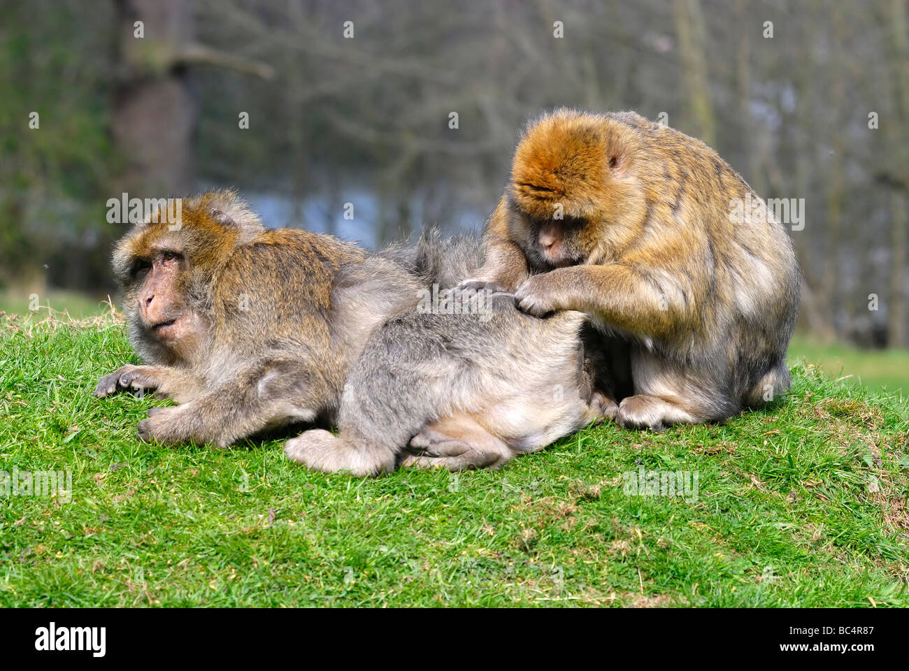 Ein Barbaren Makaken, der einen anderen Barbaren Makaken im Trentham Monkey Forest aufstensor Stoke-on-Trent England, Großbritannien, präparieren kann Stockfoto