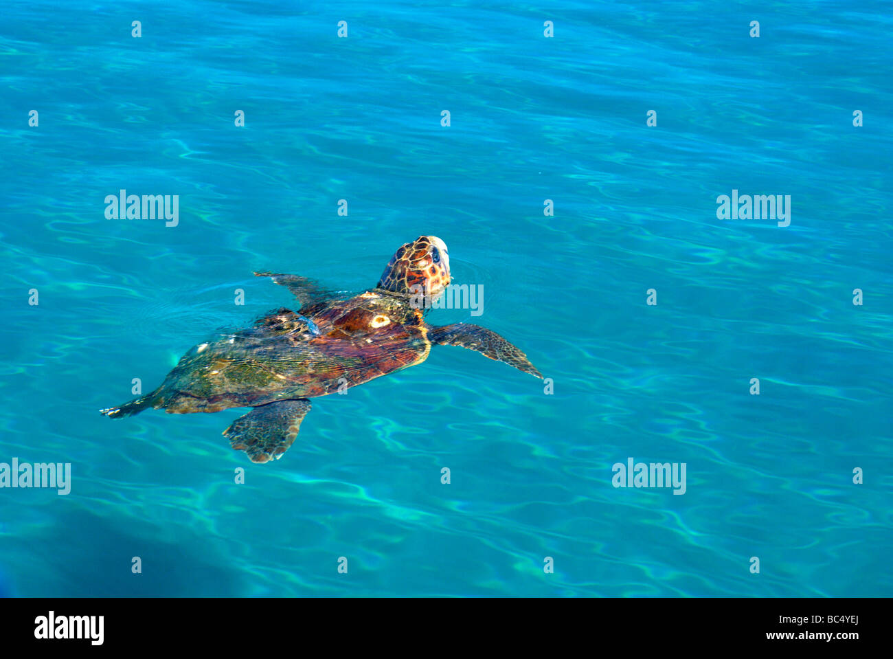 Unechte Karettschildkröte (Caretta Caretta) auftauchen, Atem Laganas bay Zakynthos/Zante Griechenland Stockfoto