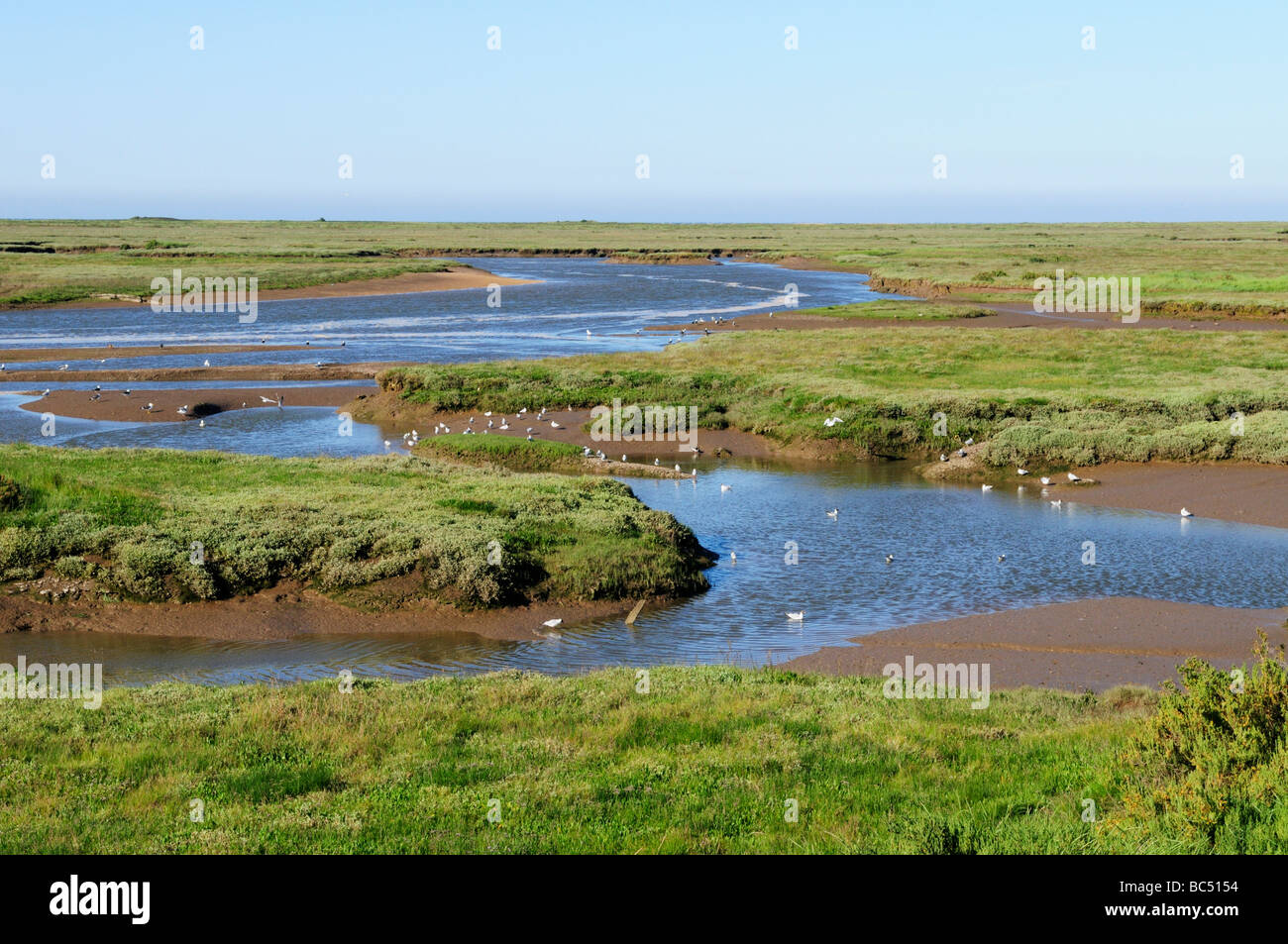 Salzwiesen auf die North Norfolk Küste in der Nähe von Brunnen als nächstes das Meer Norfolk England UK Stockfoto