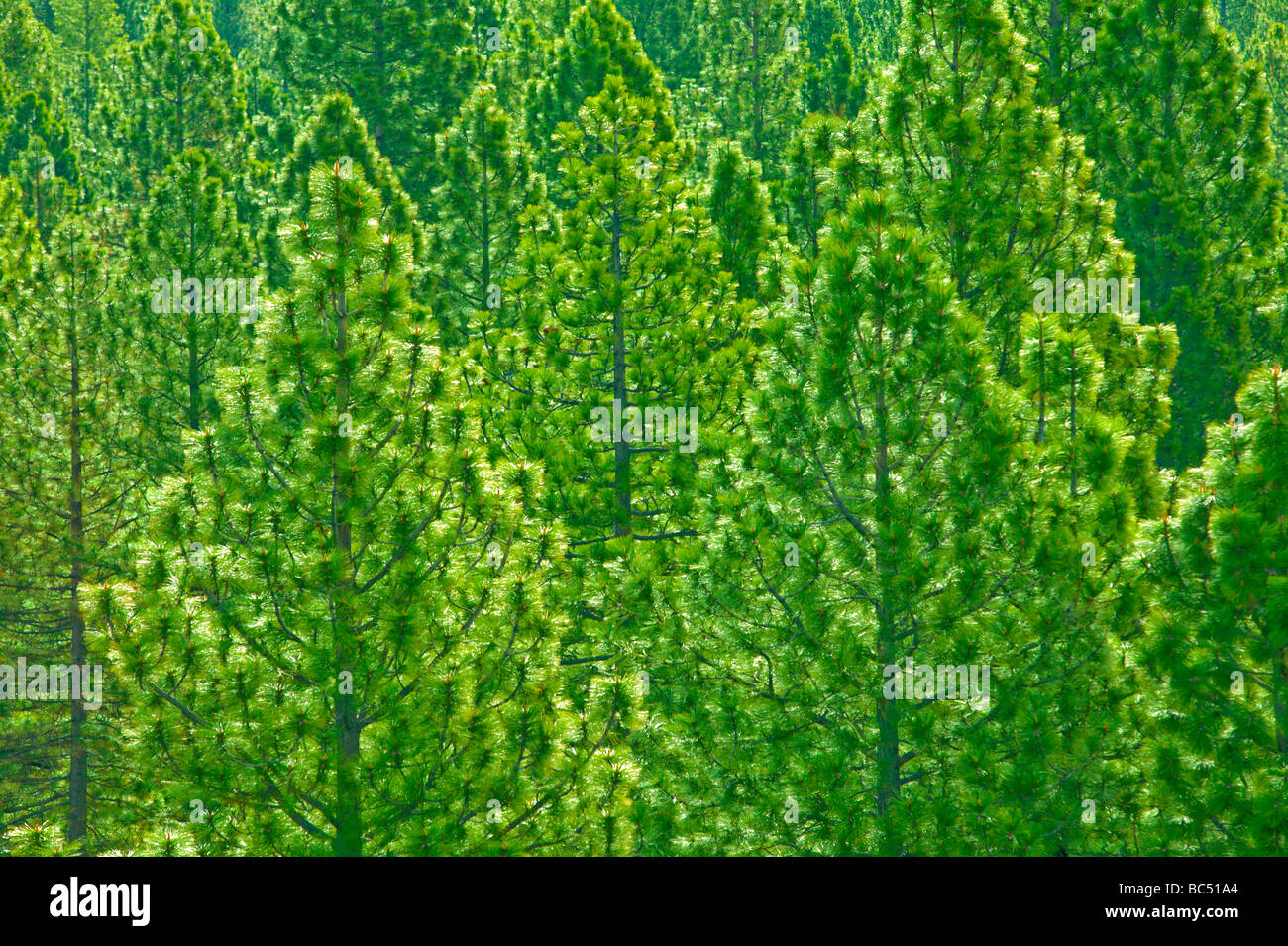 Eine Nahaufnahme Detail von einem Kiefernwald Stockfoto