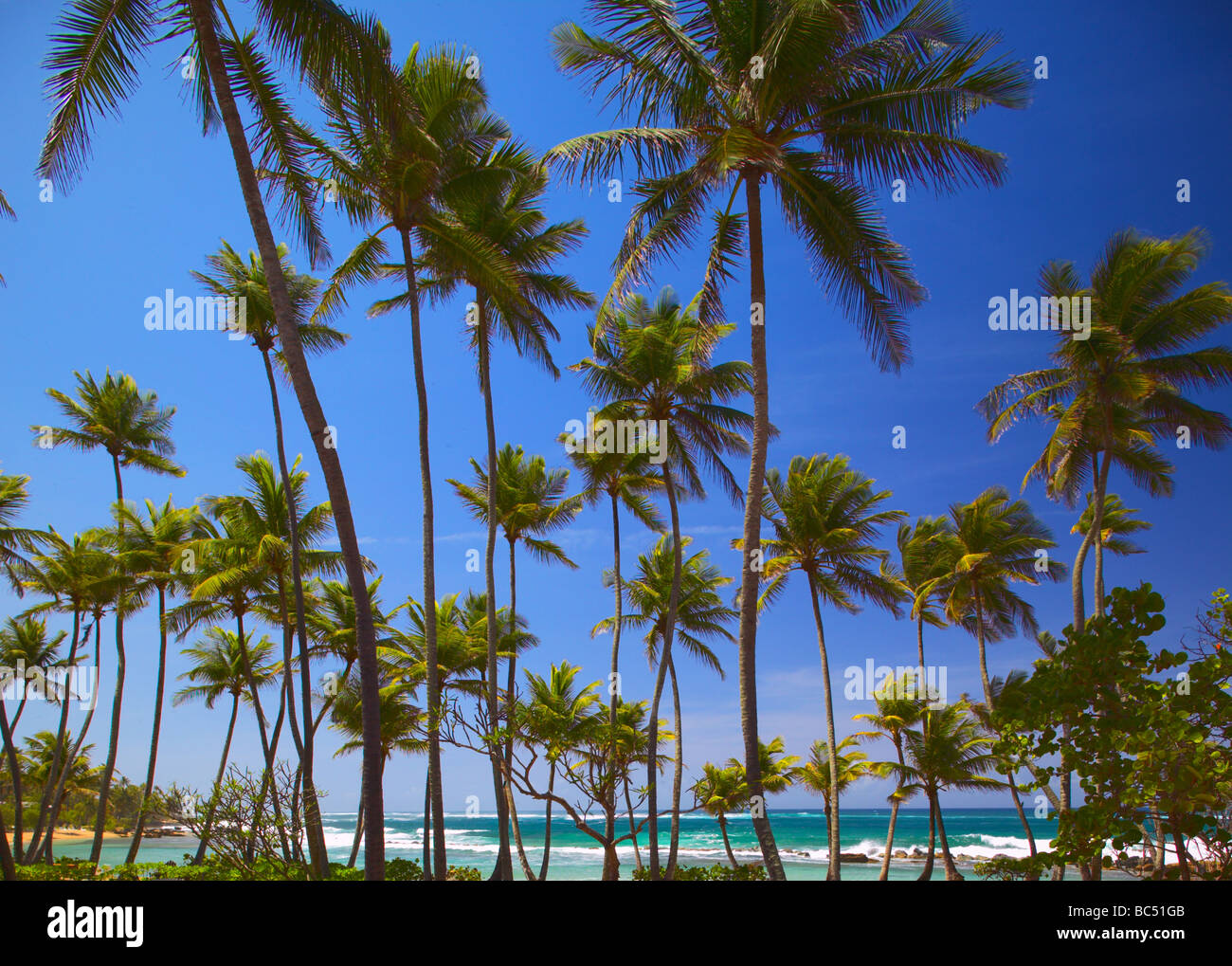 Ein tropischer Strand mit Palmen Stockfoto