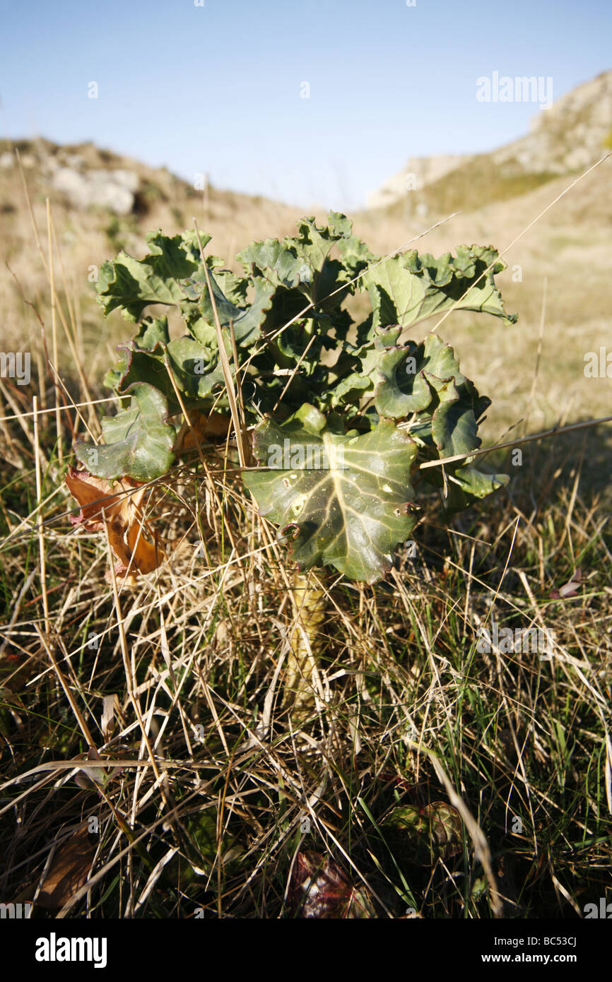 Meerkohl Crambe Maritima auf Klippen in der Nähe von St. Adhelm s Kopf Dorset Stockfoto