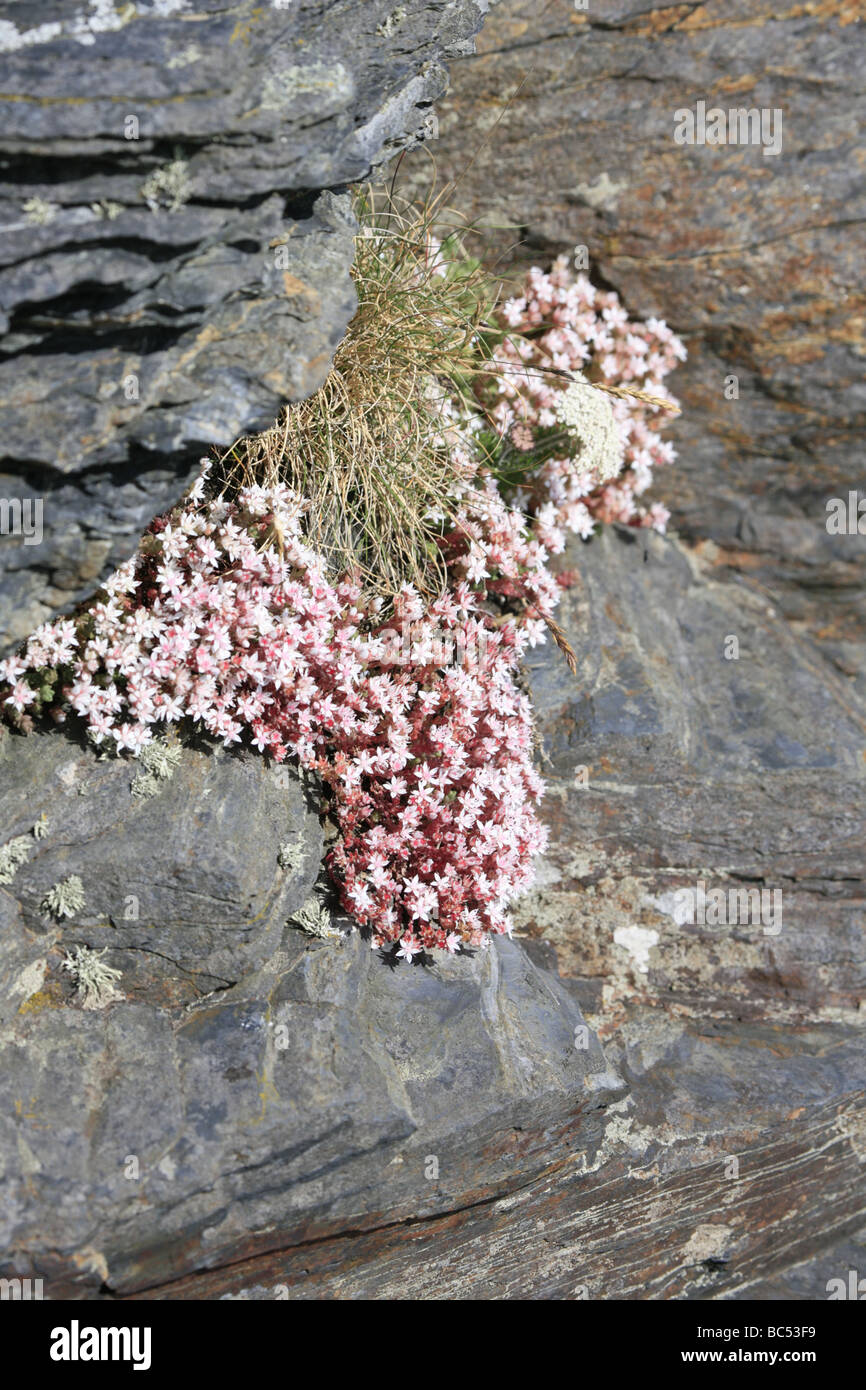Englische Fetthenne Sedum Angelicum Blüte auf Felsen in der Nähe von Boscastle Cornwall Stockfoto