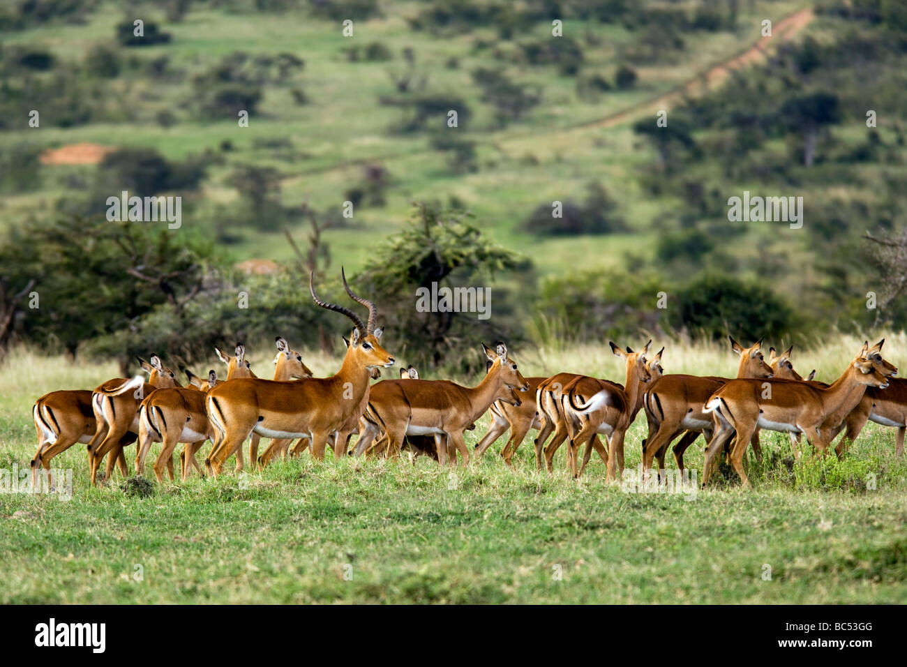 Männlichen Impala mit Herde von Weibchen - El Karama Private Reserve - Laikipia District, Kenia Stockfoto