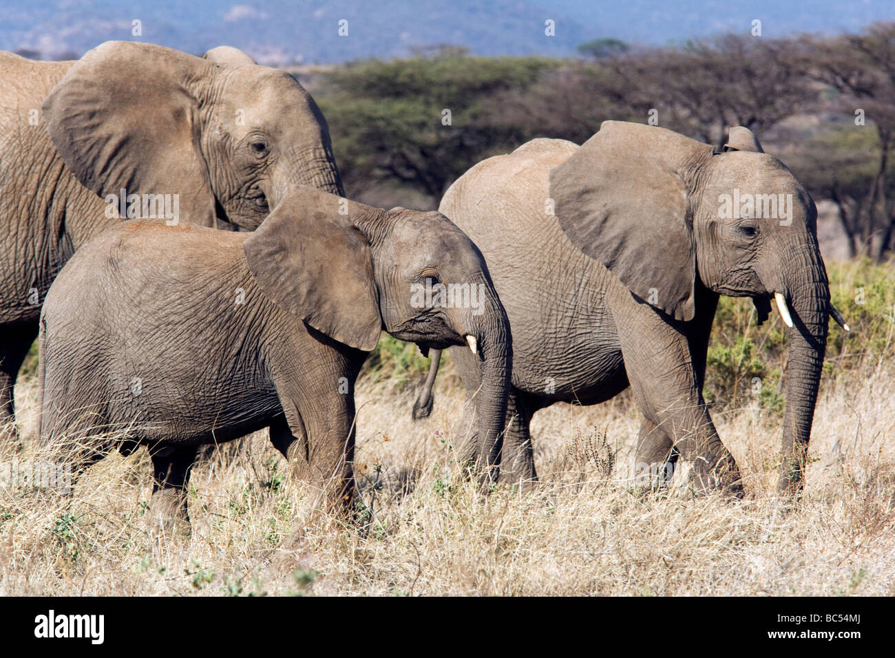 Gruppe von Elefanten zu Fuß - Samburu National Reserve, Kenia Stockfoto