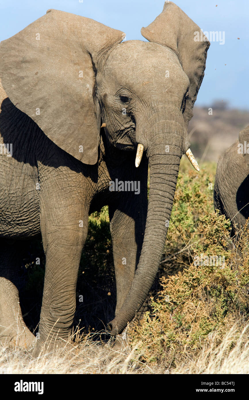 Afrikanischer Elefant - Samburu National Reserve, Kenia Stockfoto
