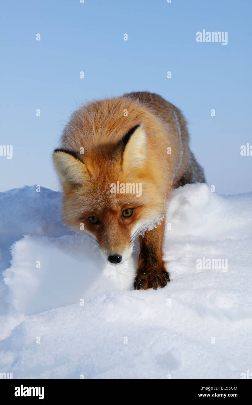 Rotfuchs im Zwielicht. Arktis, Kolguev Insel, Barents-See, Russland. Stockfoto