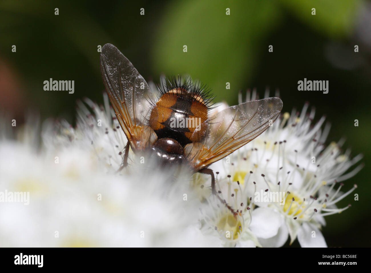 TACHINA Fera, tachinid Fliege Stockfoto