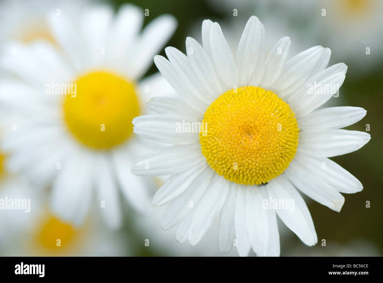 Oxeye Daisy (Chrysanthemum Leucanthemum) Stockfoto