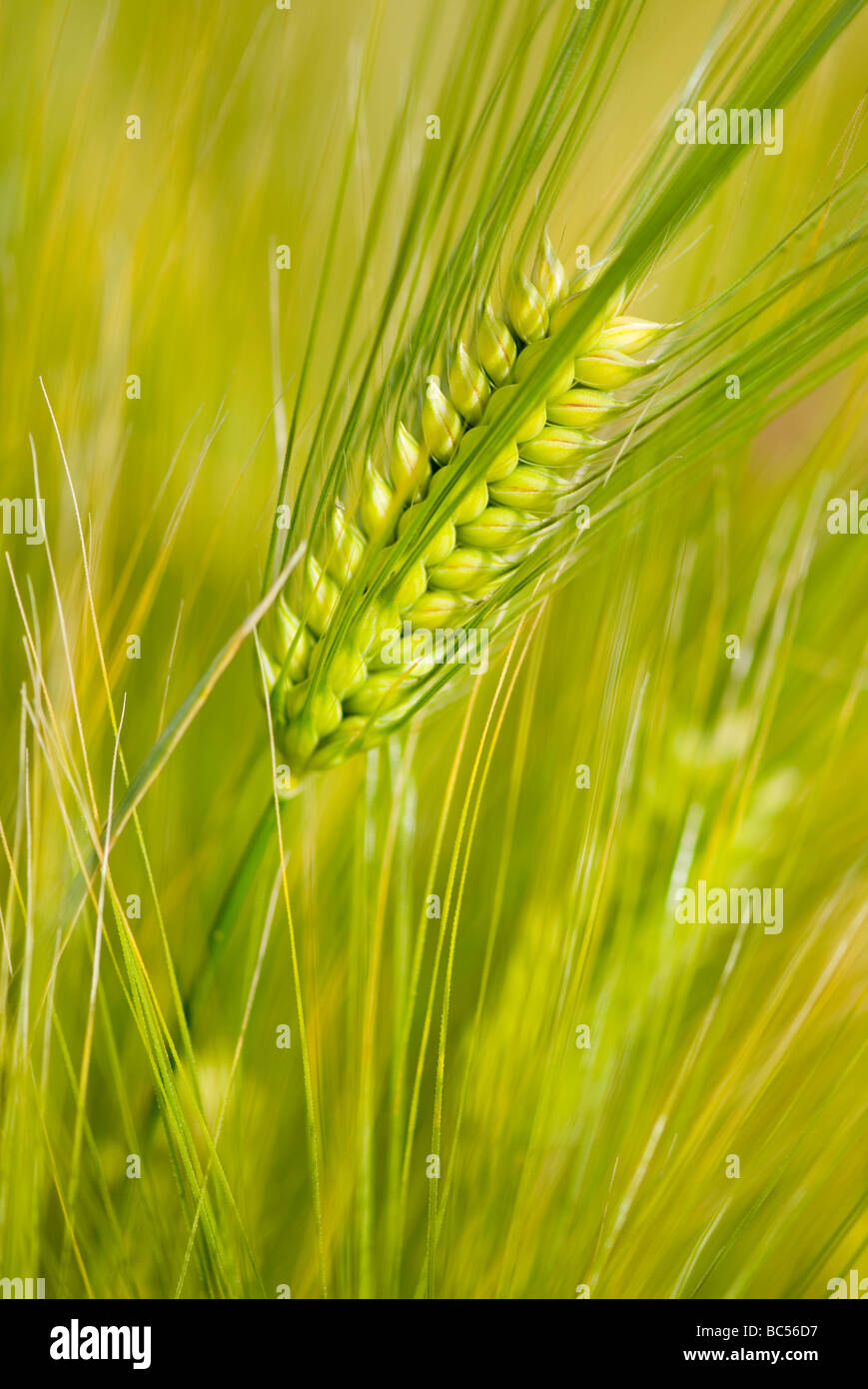 Gerste Hordeum vulgare Stockfoto