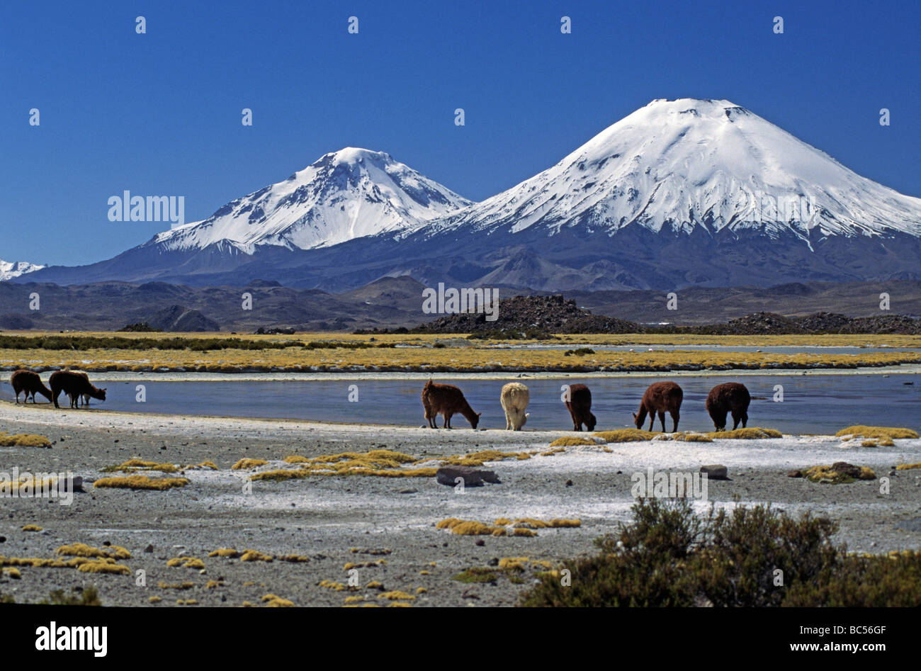 ALPAKAS grasen unter die PAYACHATAS Zwillinge PAMERAPE L PARINACOTA R 20 800 FT LAUCA Nationalpark-CHILE Stockfoto