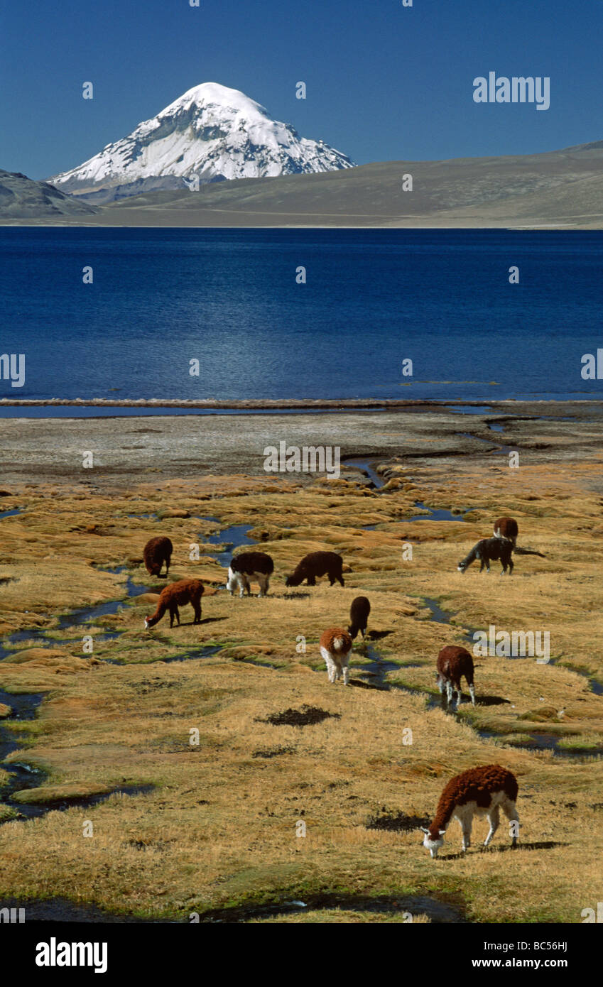 ALPAKAS grasen unter MT SAJAMA 21 484 ft an den Ufern des LAGO CHUNGARA LAUCA Nationalpark-CHILE Stockfoto