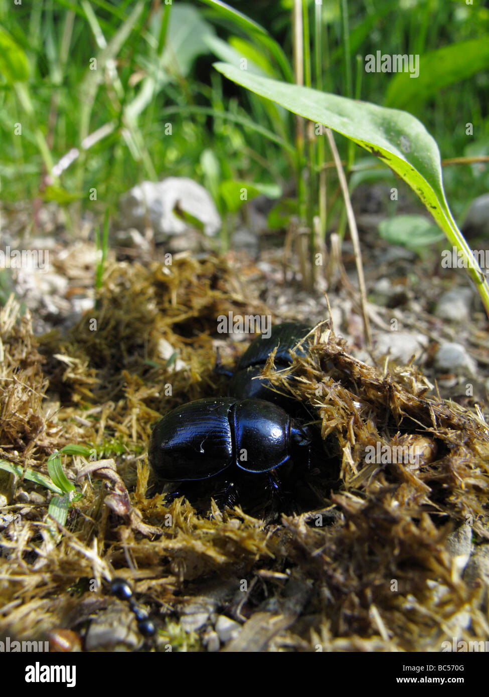 Dor-Käfer (Geotrupes Stercorarius oder Anoplotrupes Stercorosus) Graben in Pferdemist. Stockfoto