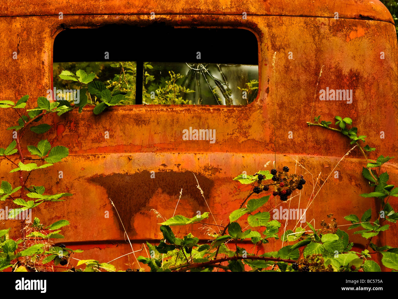 Rostige LKW mit Brombeere Pflanzen Stockfoto