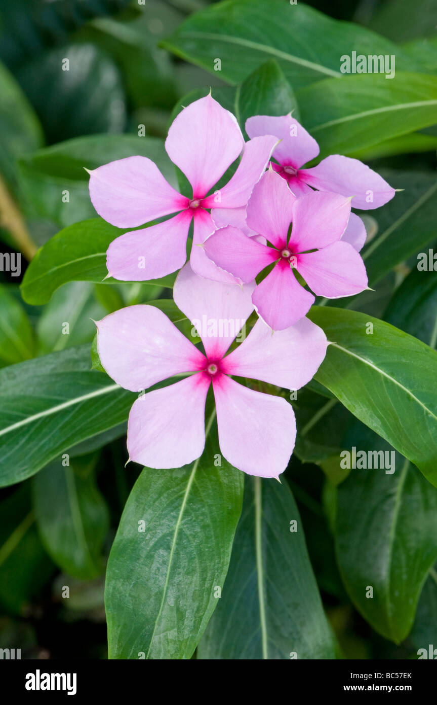 MadagaskarImmergrün Caranthus rosea Stockfotografie Alamy