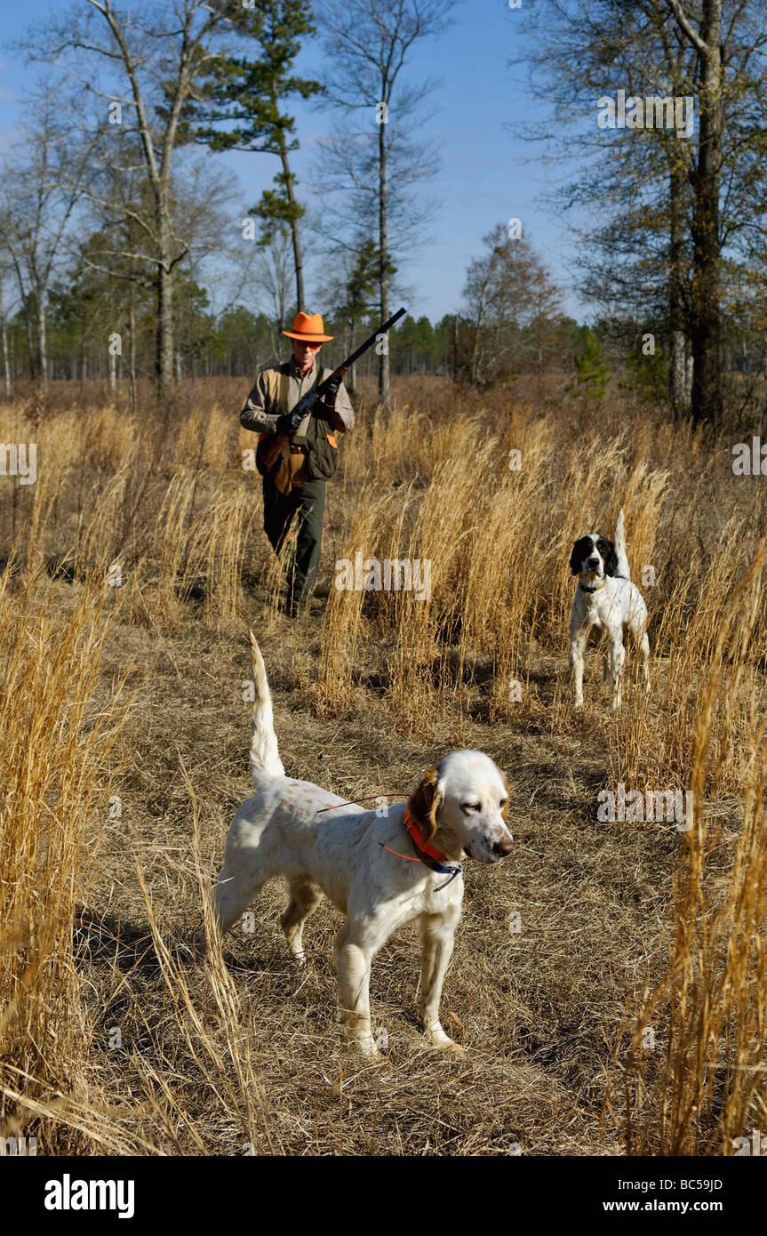 Englisch Setter auf Punkt während einer anderen Setter Rücken die mit Hunter Approaching von hinten in Piney Woods of Georgia Stockfoto