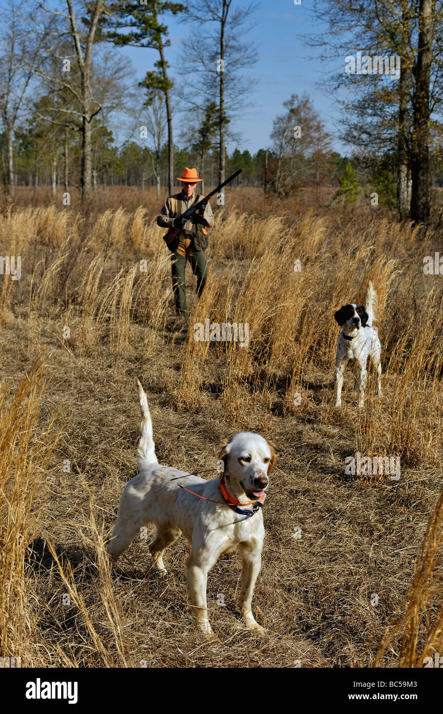 Englisch Setter auf Punkt während einer anderen Setter Rücken die mit Hunter Approaching von hinten in Piney Woods of Georgia Stockfoto