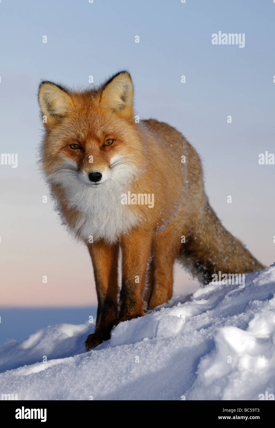 Rotfuchs im Zwielicht. Arktis, Kolguev Insel, Barents-See, Russland. Stockfoto