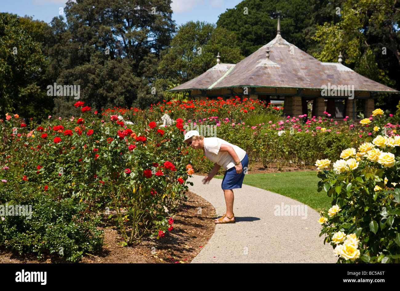 Person riechende Blume in den Royal Botanic Gardens Sydney New South Wales Australia Stockfoto