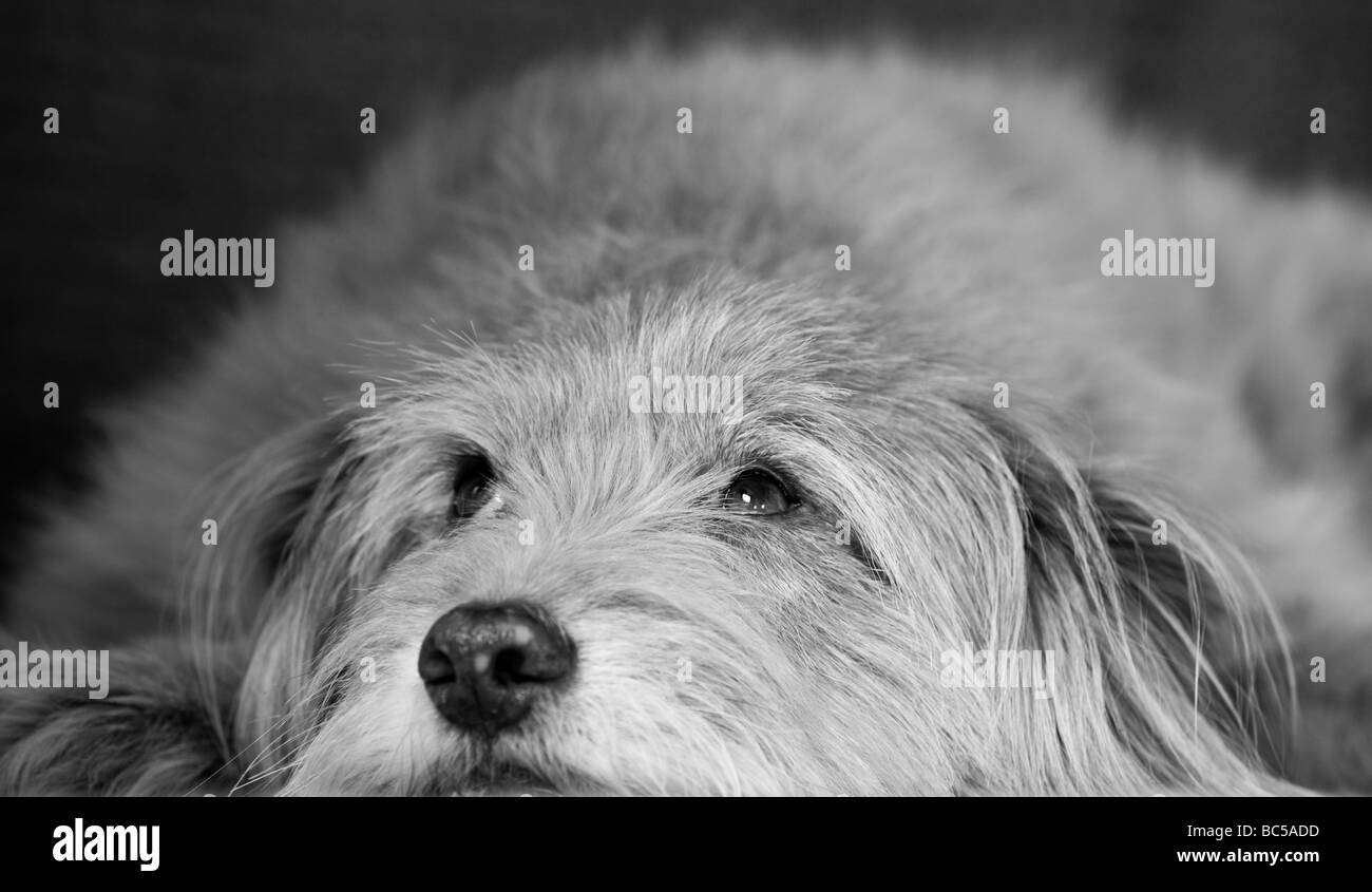 Niedlicher, flauschiger, ungewöhnlicher k9-Hund in entspannter Pose mit entzückenden flauschigen Ohren, aber dennoch wachsam und attraktiv als bester Freund des Mannes Stockfoto