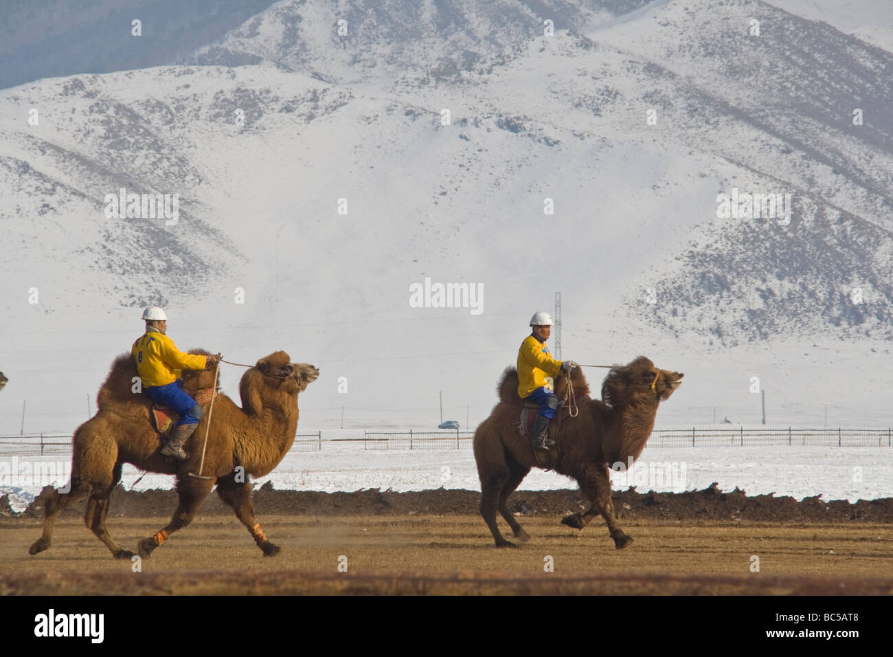 Mongolische Kamel Polo-Spieler Stockfoto