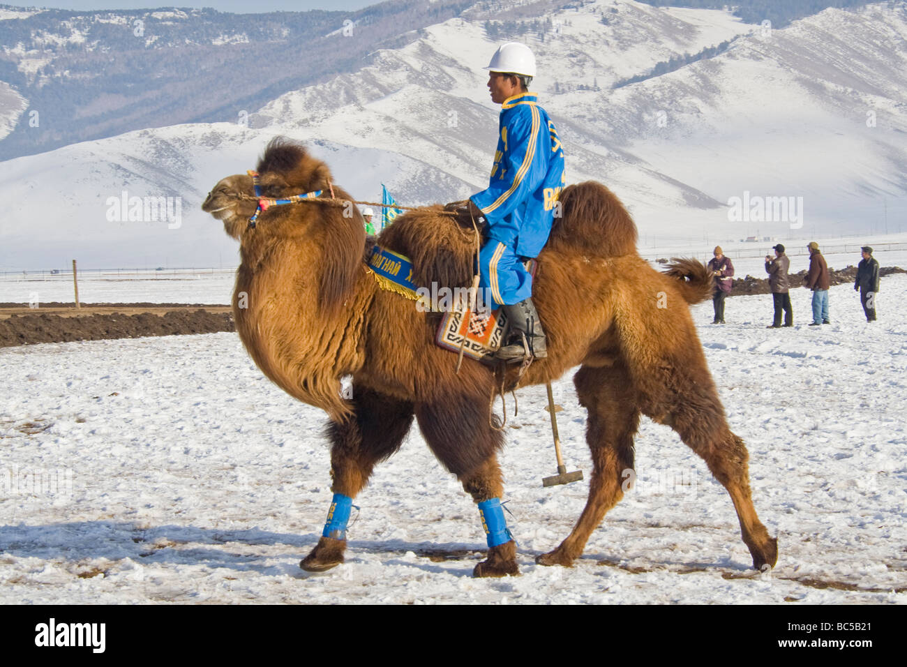 Mongolischer CamelCa-Polo-Spieler Stockfoto