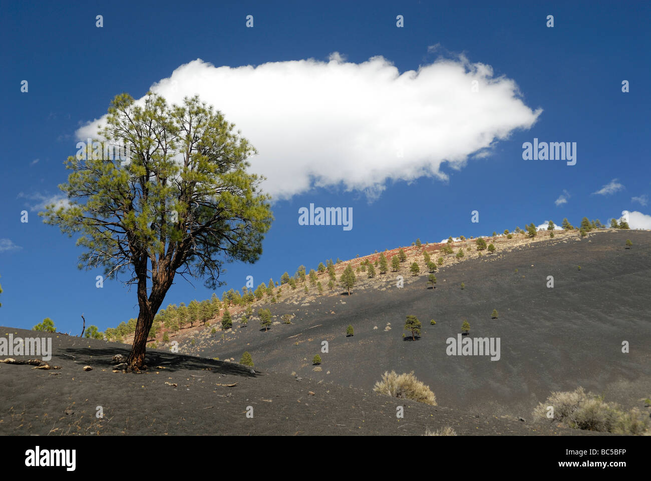 Einsamer Baum in Sunset Crater Volcano National Monument, Arizona, USA Stockfoto