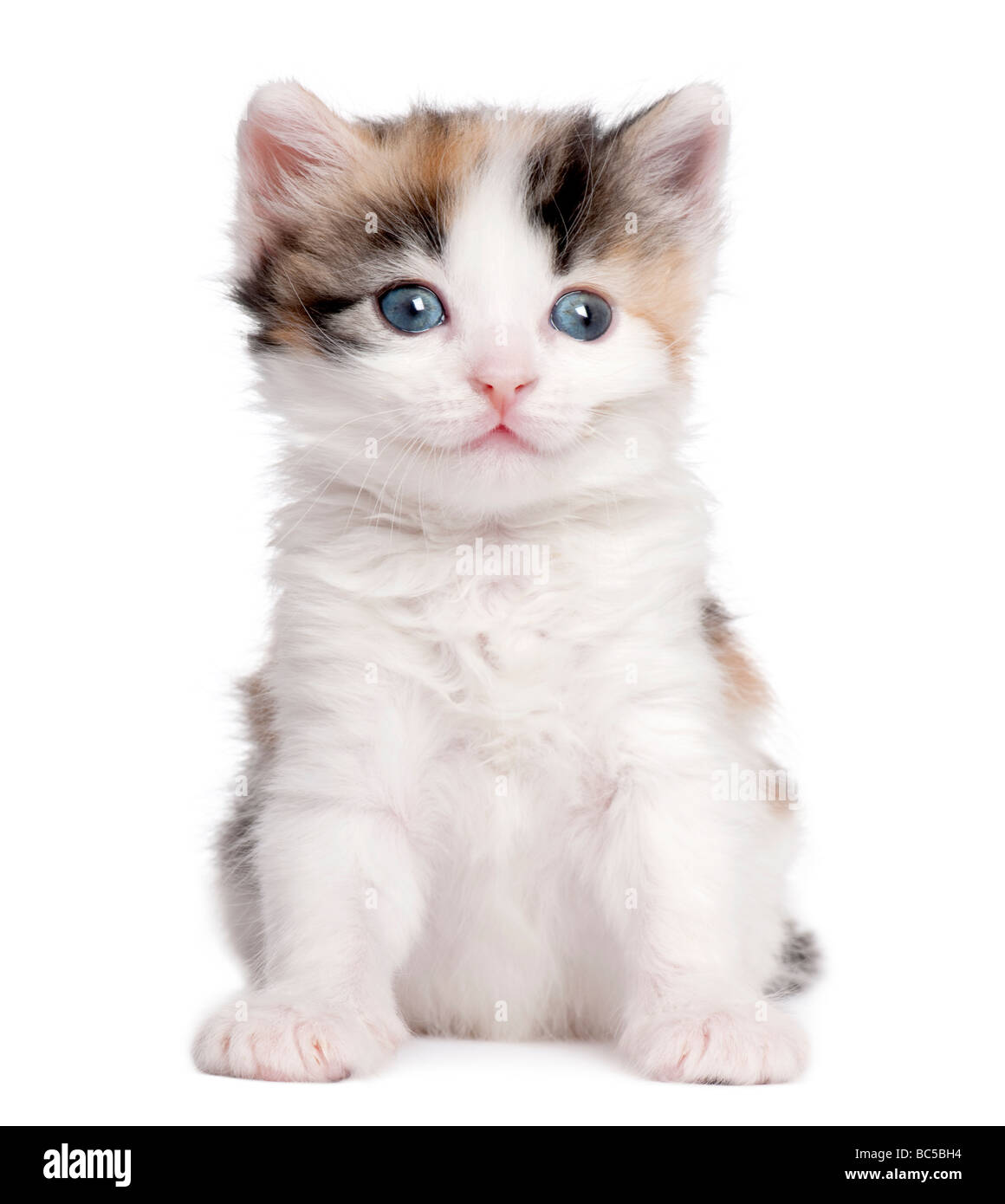 Kätzchen 1 Monat alt vor einem weißen Hintergrund Stockfoto