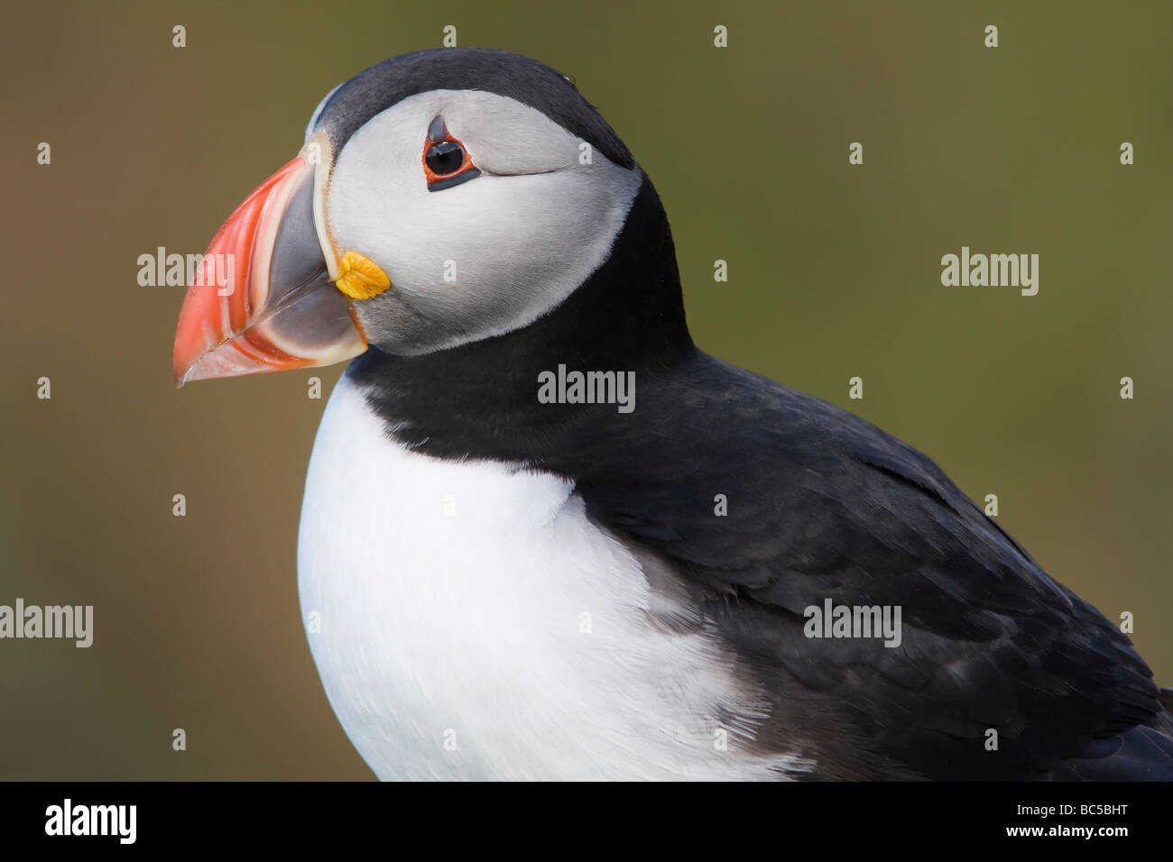 Papageitaucher Fratercula in Shetland auf Hermaness NNR Shetland Stockfoto