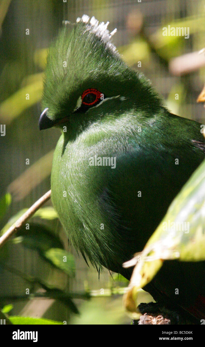 Schwarz-billed Turaco Tauraco Schuetti Musophagidae, Cuculiformes, Afrika Stockfoto