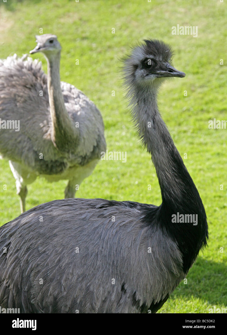 Größere Rhea, Rhea Americana, Rheidae, Rheiformes, Paleognathae