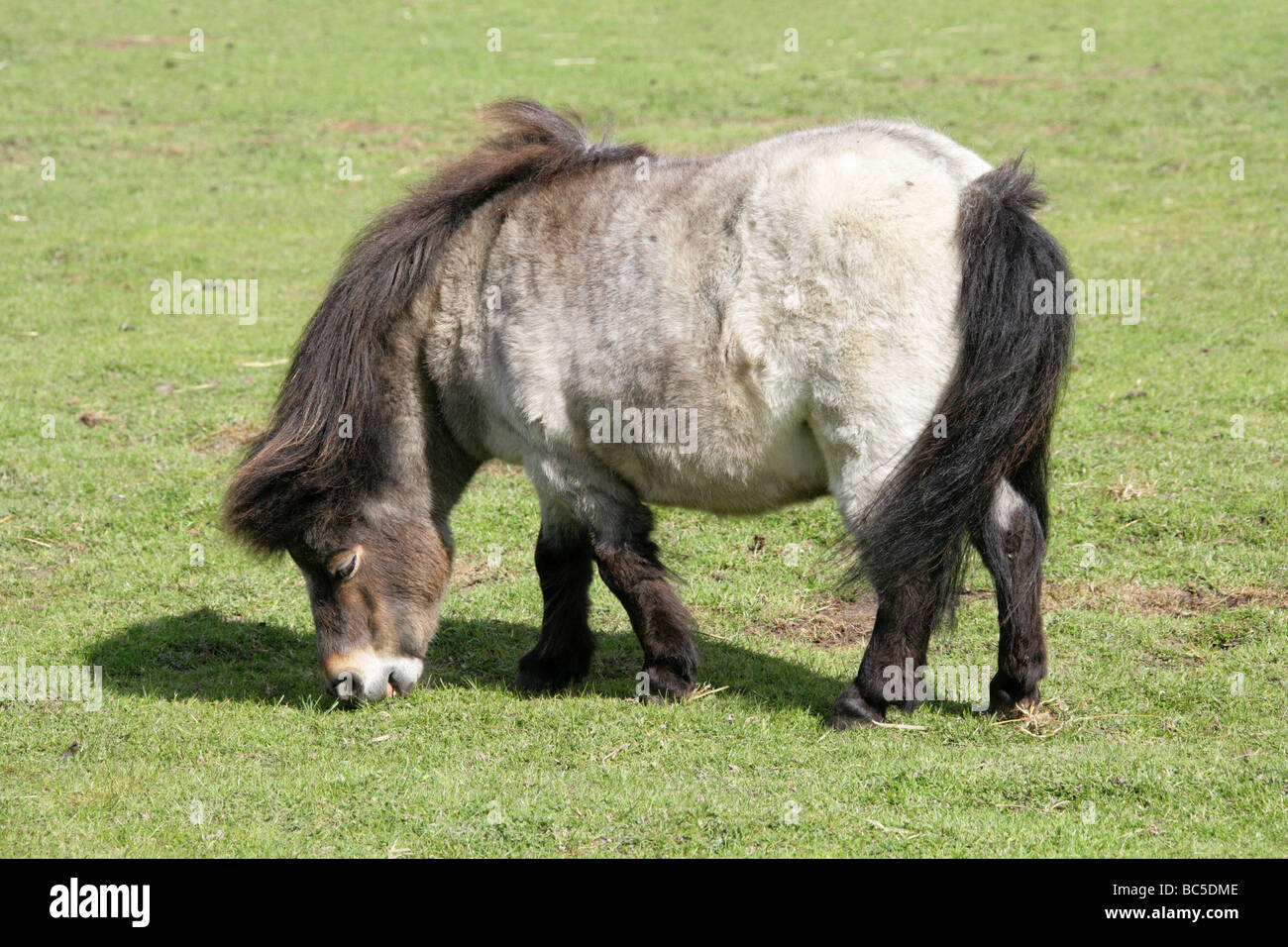 Shetland Pony, Equus Caballus, Equiden, Unpaarhufer Stockfoto