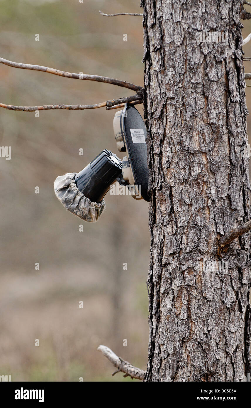 Total Recall Bobwhite Quail elektronische Rückruf System angeschlossen, um den Baum auf der Buckeye-Plantage in Piney Woods von Georgien Stockfoto