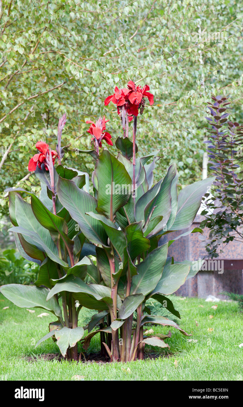 Große rote blumen -Fotos und -Bildmaterial in hoher Auflösung – Alamy