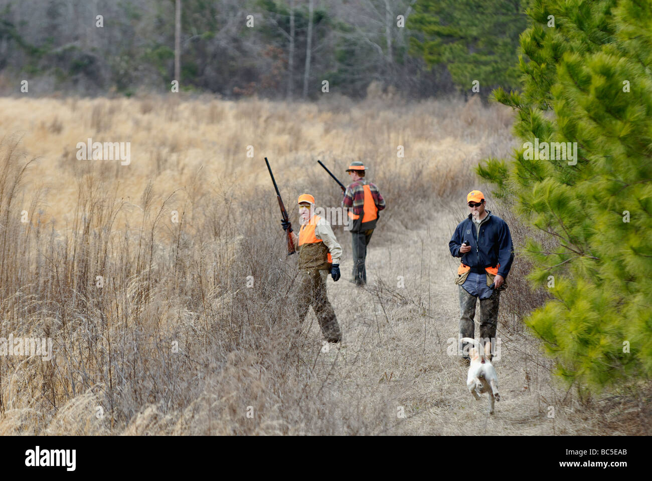 Hochland Vogelführer Jäger und Englisch Pointer im Feld auf der Buckeye-Plantage in Piney Woods von Georgien Stockfoto