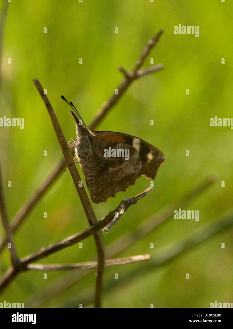 Östlichen Schnauze Schmetterling Libytheneana Bachmanii Libytheidae dunkle Form die "Schnauze" auf dieser Schmetterling ist eigentlich seine Vorderpfoten Stockfoto