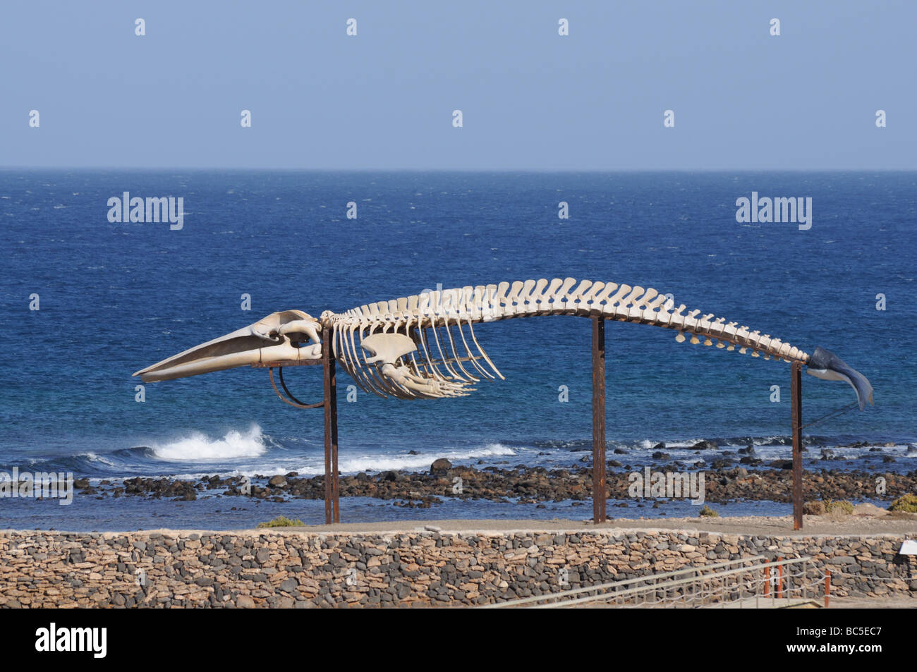 Walskelett in Caleta de Fuste, Fuerteventura Spanien Stockfoto